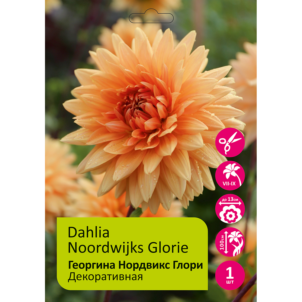 Георгина Нордвикс Глори(Нордвейкс Глори) 1шт I /Dahlia Noordwijks Glorie