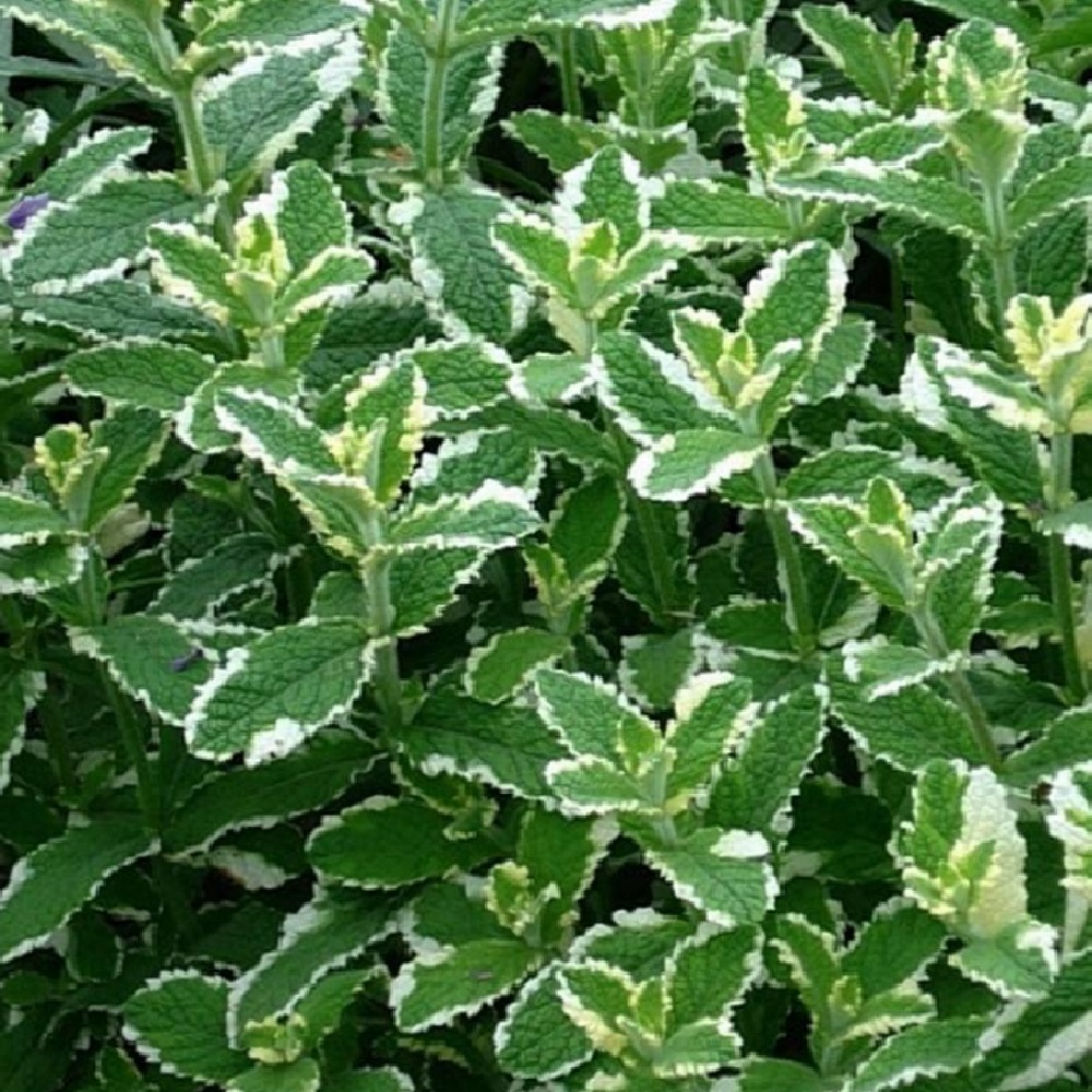 Мята ананасная Variegata в горшке 2-3 л  1шт