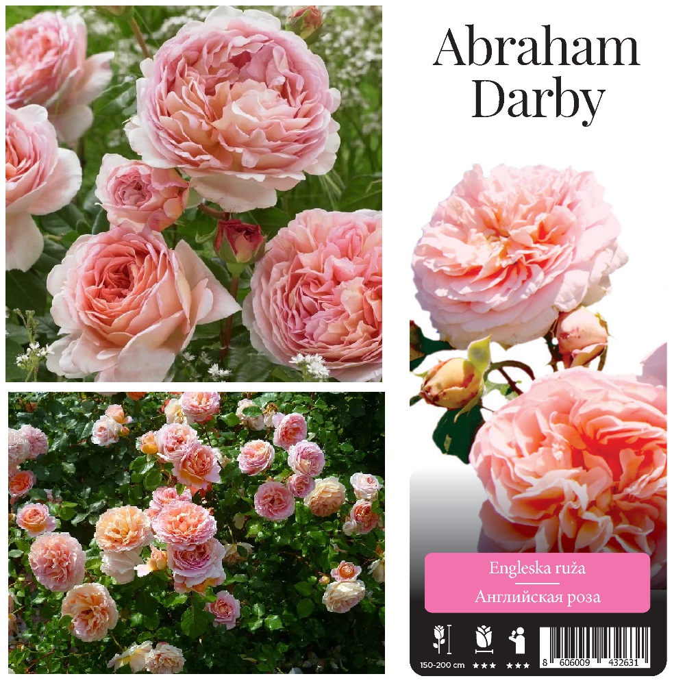 Роза Абрахам Дарби английская 1шт/Abraham Darby С2-3