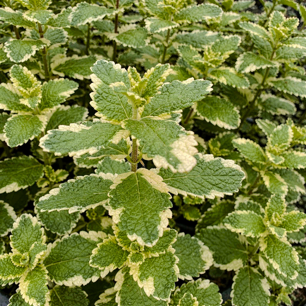 Мята обыкновенная Вариегата С2 1шт/Mentha suaveolens Variegata