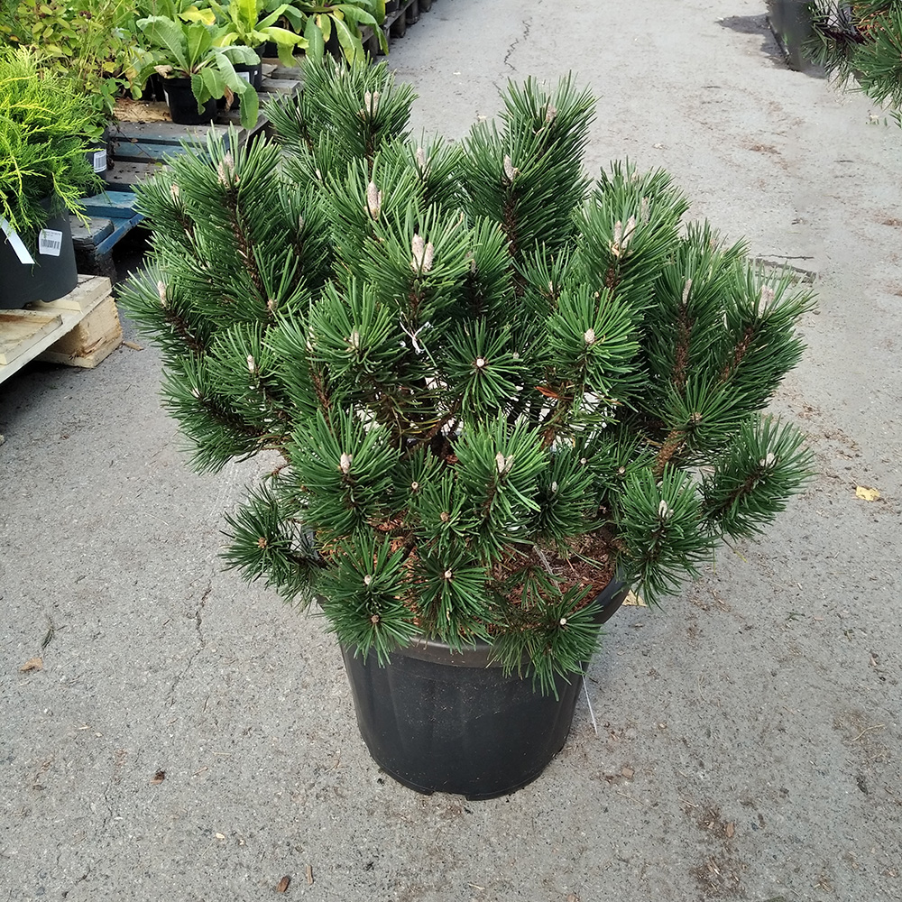 Сосна горная Лимерик С15 (высота 40-50см) 1шт/Pinus mugo Limerick