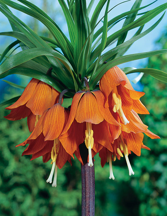 Рябчик/Фритиллярия Аврора 1шт 20/22/Fritillaria Aurora
