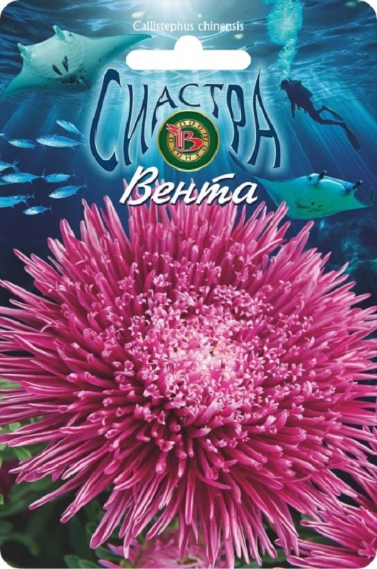 Астра Сиастра Вента китайская  30шт/5/10