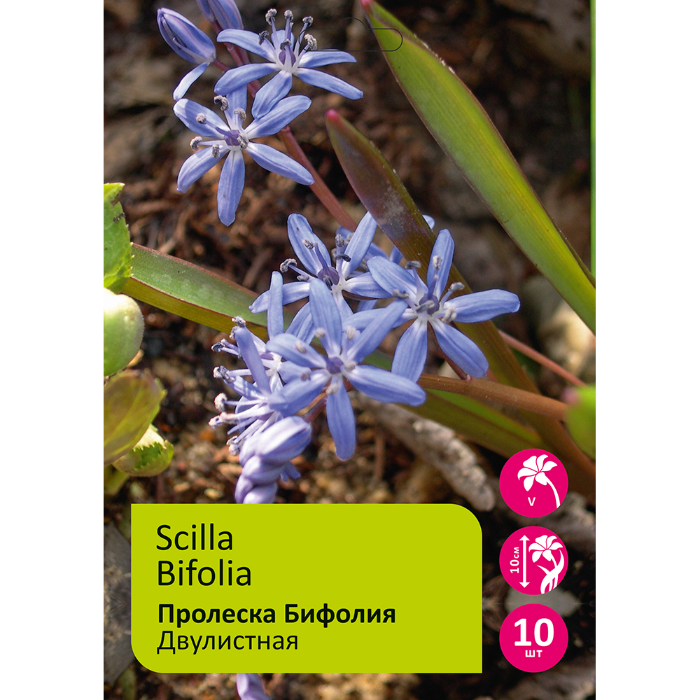 Сцилла/Пролеска Бифолия 10шт 5/+ /SCILLA BIFOLIA
