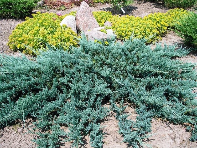 Можжевельник горизонтальный Блу Чип С5 1шт/Juniperus horizontalis Blue Chip
