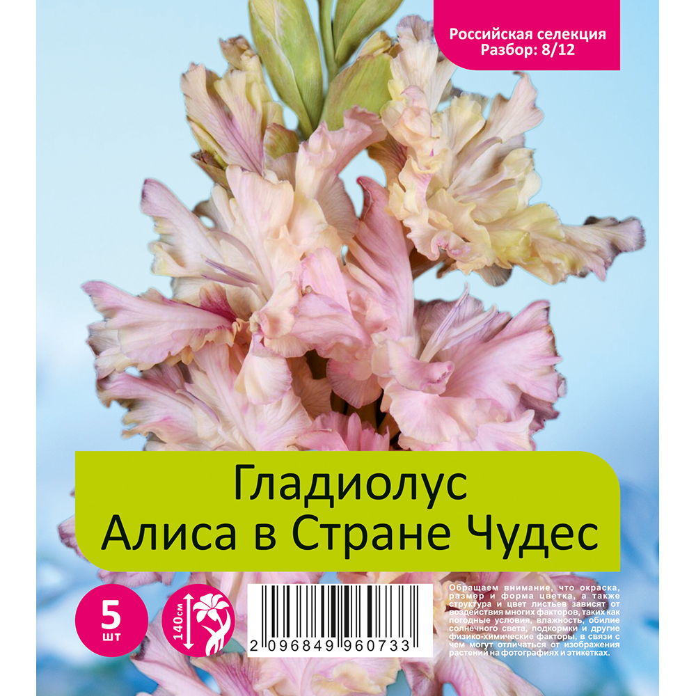 Гладиолус Алиса в Стране Чудес 5шт. (разбор  8/12)