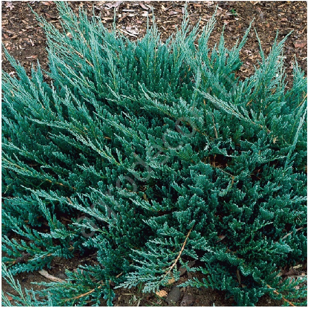 Можжевельник горизонтальный Блу Чип С15 (высота 30-40см)1шт/Juniperus Blue Chip