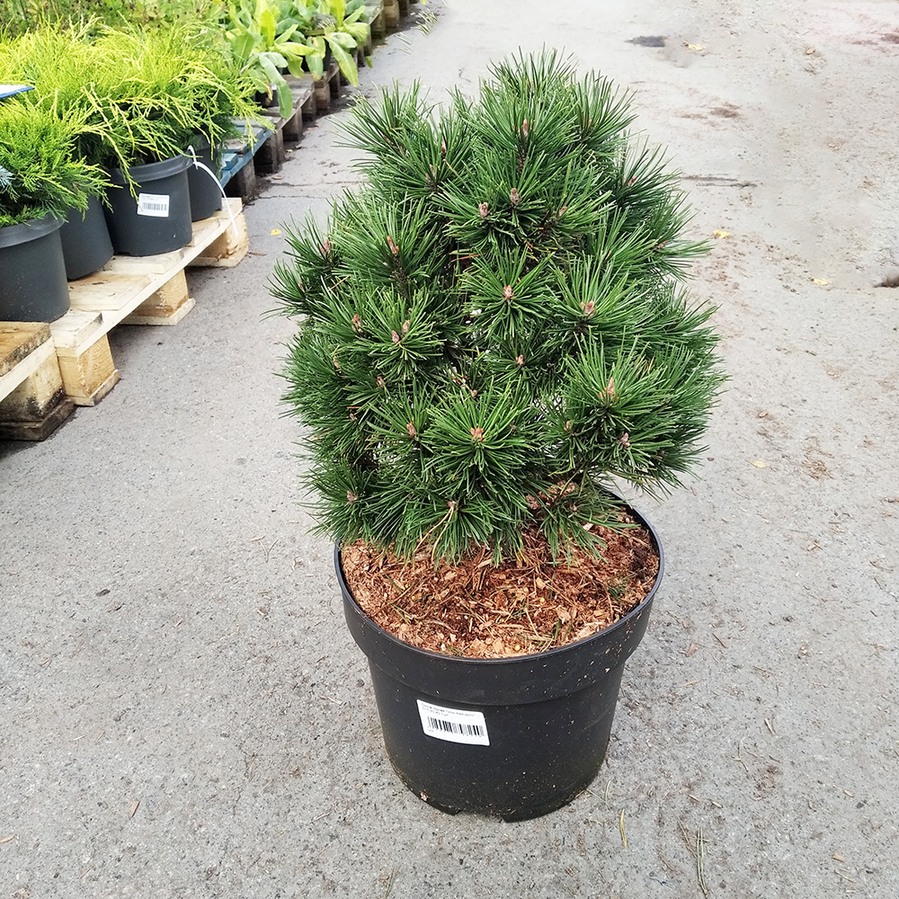 Сосна горная Гном Файндинг С10 (высота 30-40см) 1шт /Pinus mugo Gnom Finding