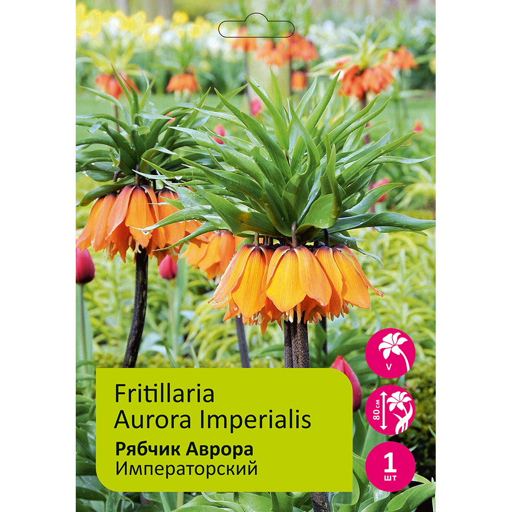 Рябчик/Фритиллярия Аврора 1шт 20/22/Fritillaria Aurora