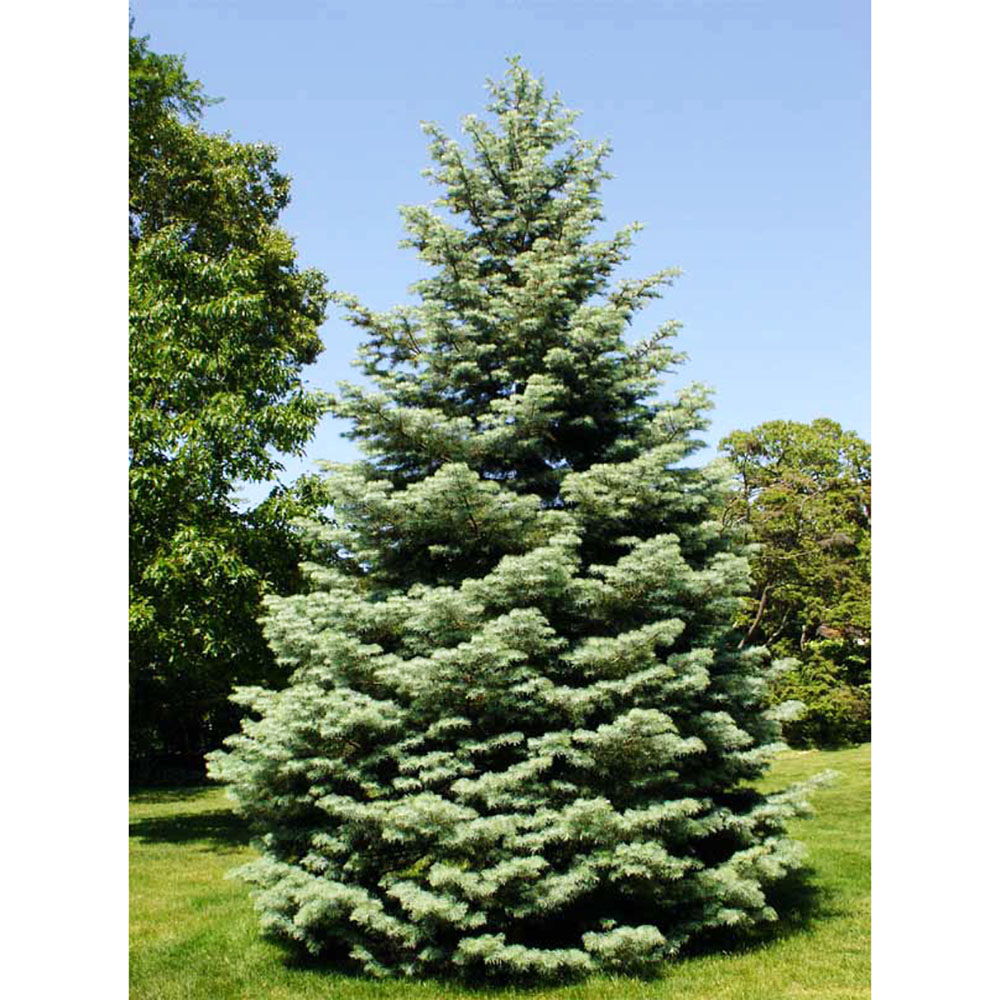 Пихта одноцветная С45 h 160-180см 1шт / Abies concolor