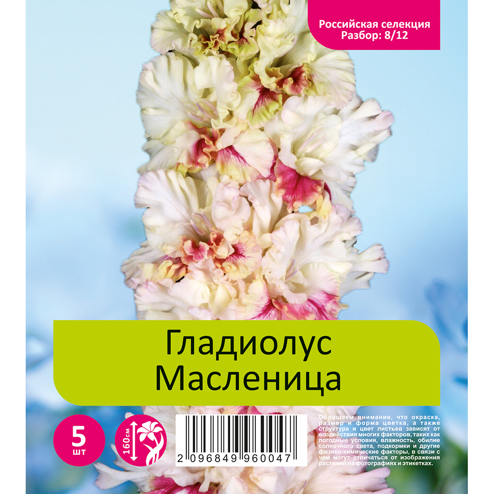 Гладиолус Масленица 5шт  (разбор 8/12)