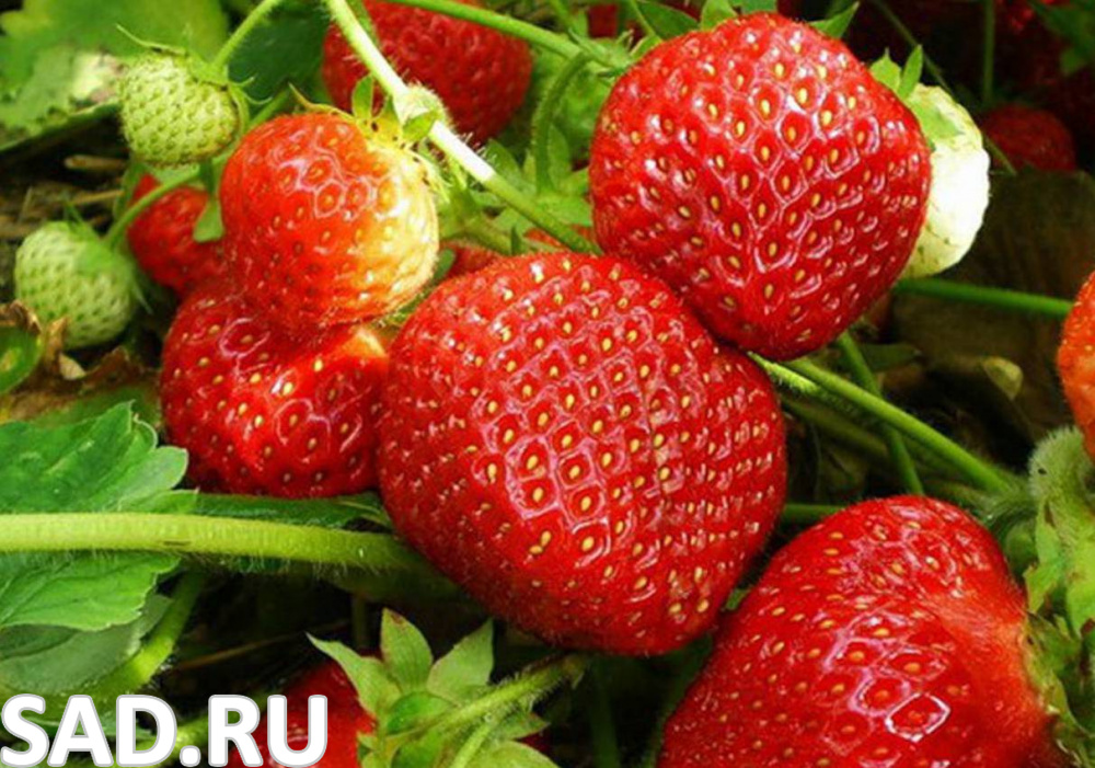 Земляника Альбион ремонтантная Р9 1шт