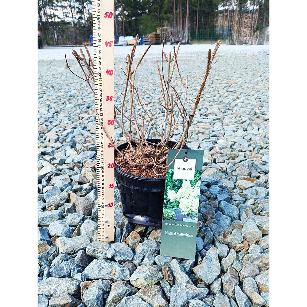 Гортензия метельчатая Мэджикал Меттерхорн С5 1шт/Hydrangea paniculata MAGICAL MATTERHORN