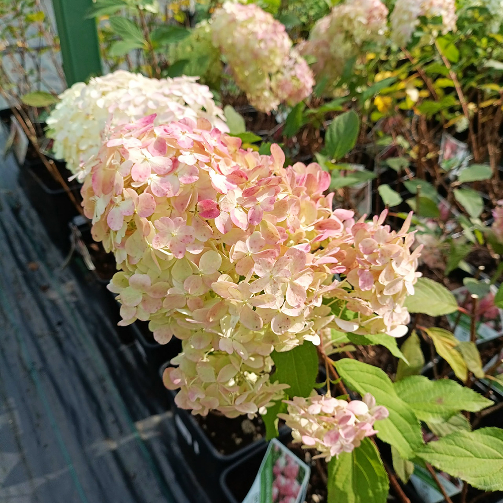 Гортензия метельчатая Квик Файр Фаб С11 1шт /Hydrangea paniculata QUICK FIRE FAB