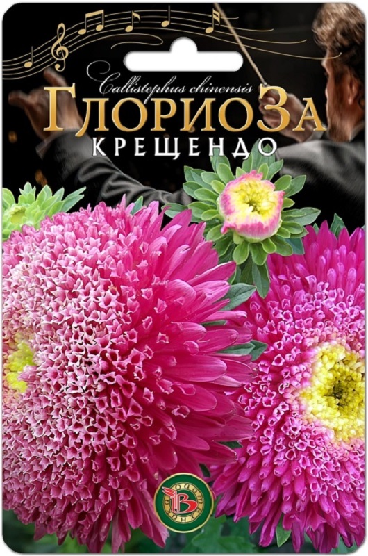 Астра Глориоза Крещендо китайская 30шт/5/10