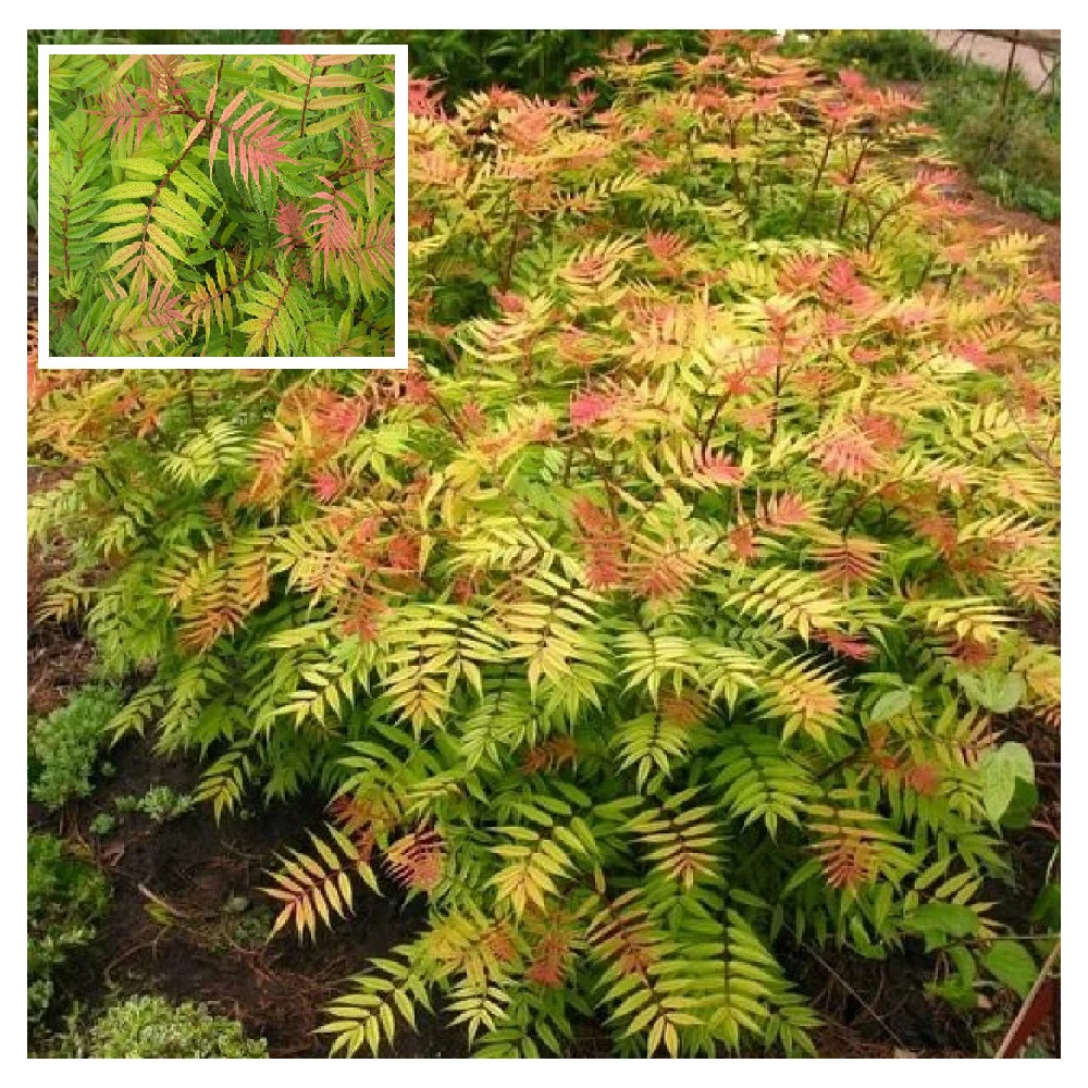 Рябинник рябинолистный Сэм С5  1шт. /Sorbaria sorbifolia Sem