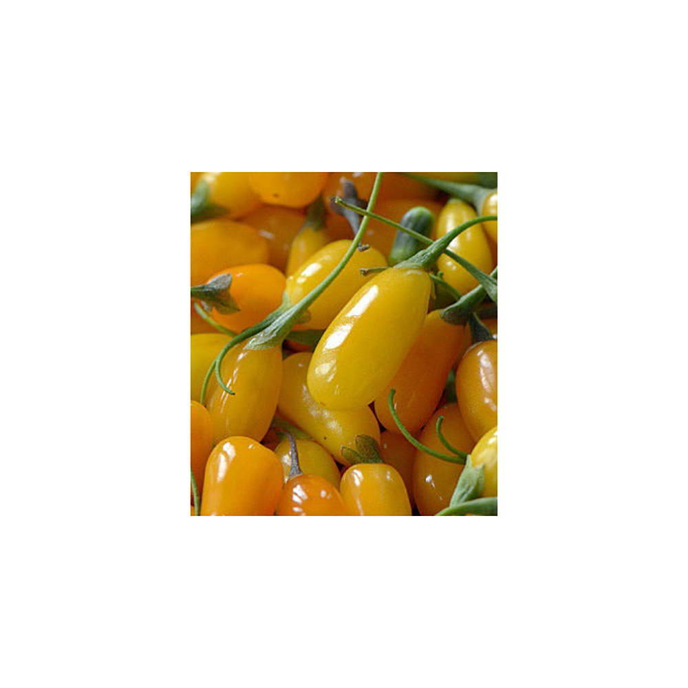 Дереза обыкновенная (годжи) Эмбер Свит С2 1шт/Lycium barbarum AMBER SWEET