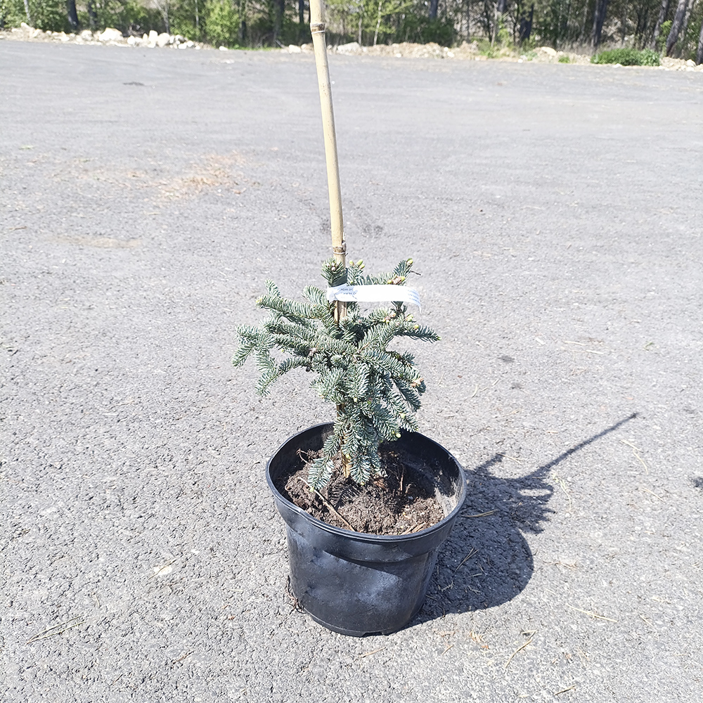 Пихта высокорослая Глаука C5 1шт/ Abies procera Glauca