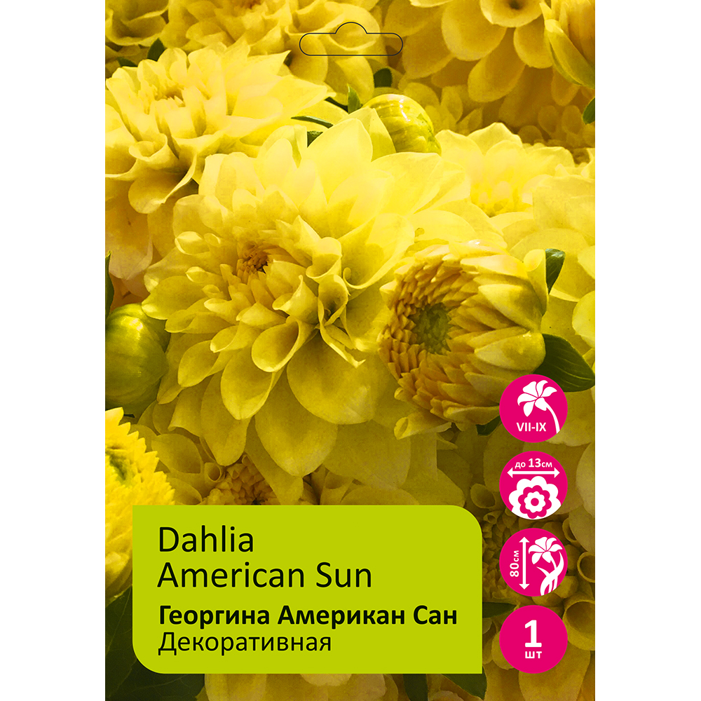Георгина Американ Сан 1шт/Dahlia American Sun