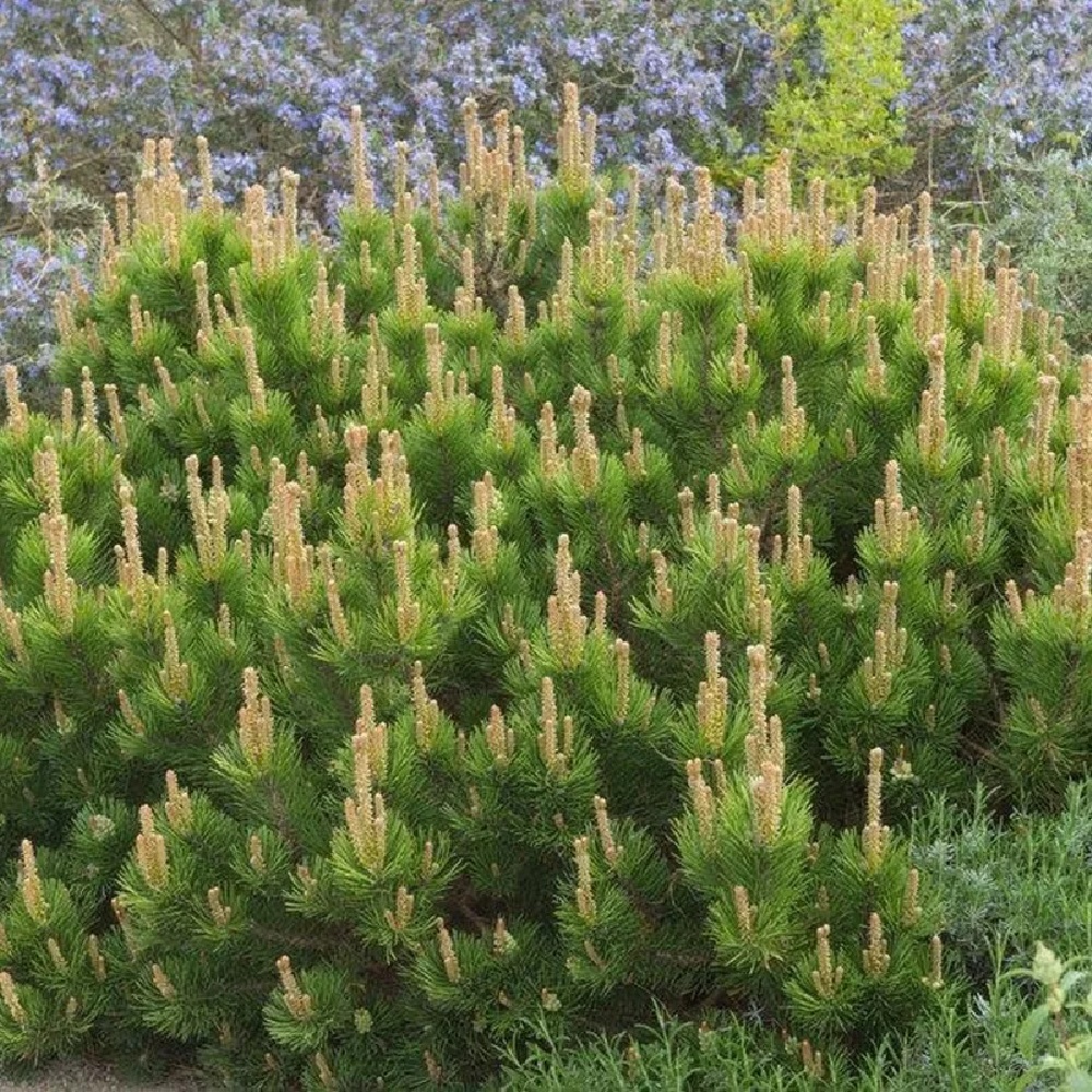 Сосна горная Мугус С35 (высота 80-100см) 1шт/Pinus mugo mugo (mughus)