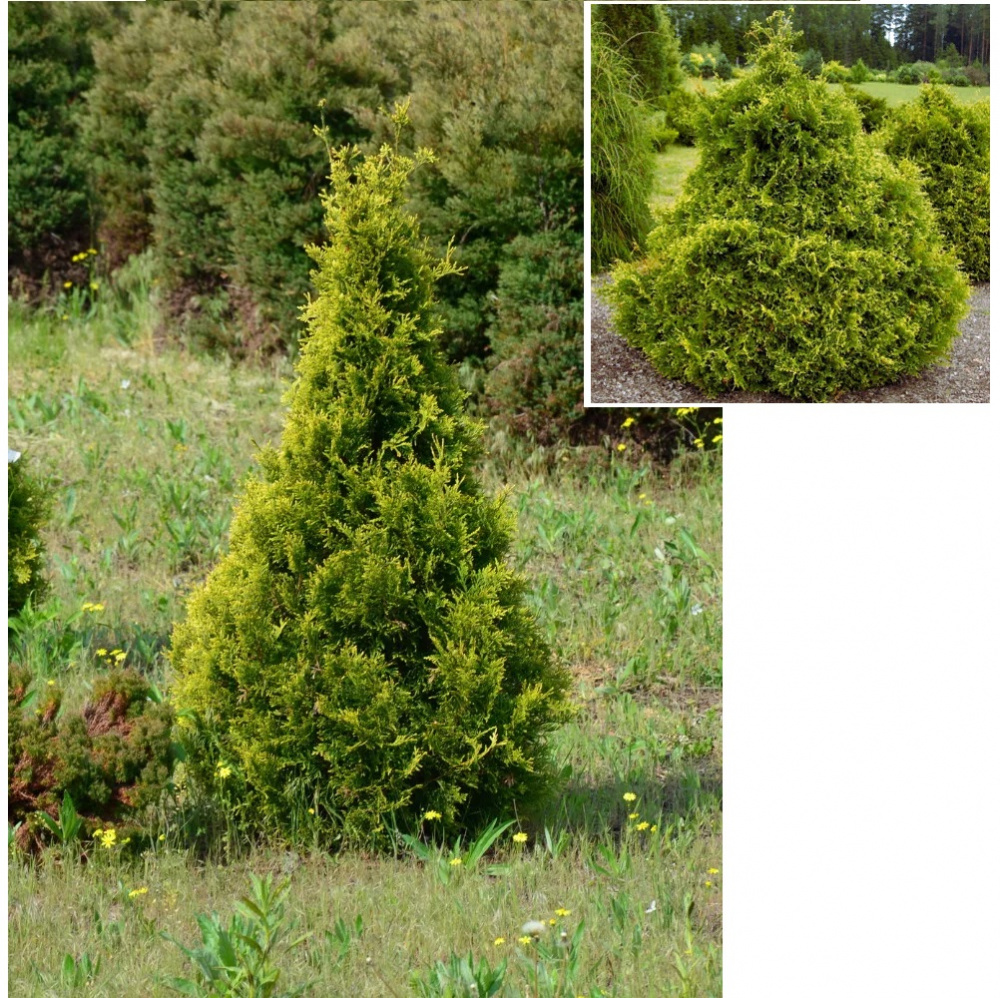 Туя западная Столвик С1-2  1шт/Thuja occidentalis Stolwijk  