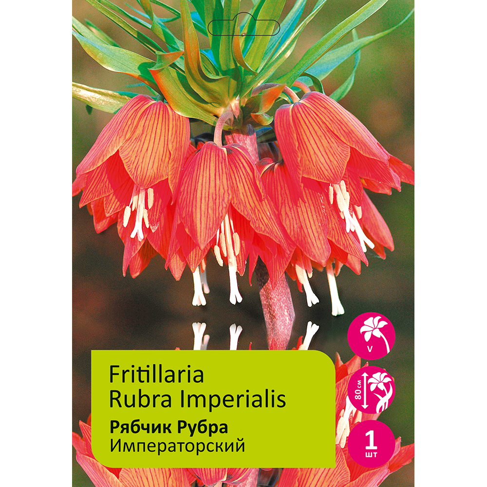 Рябчик/Фритиллярия Рубра 1шт 20/22 /Fritillaria Imperialis Rubra