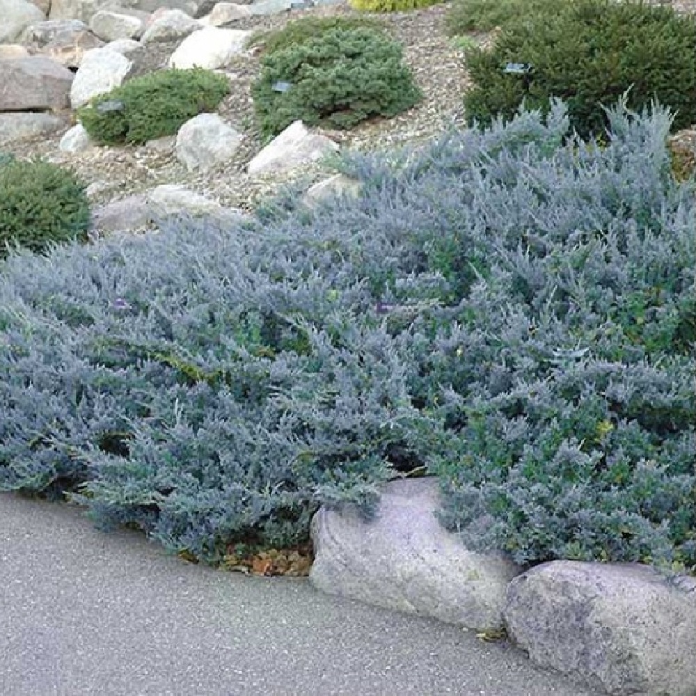 Можжевельник горизонтальный Джейд Ривер С5  1шт/Juniperus horizontalis Jade River