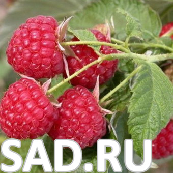 Малина Руби Бьюти С1-1.5  1шт