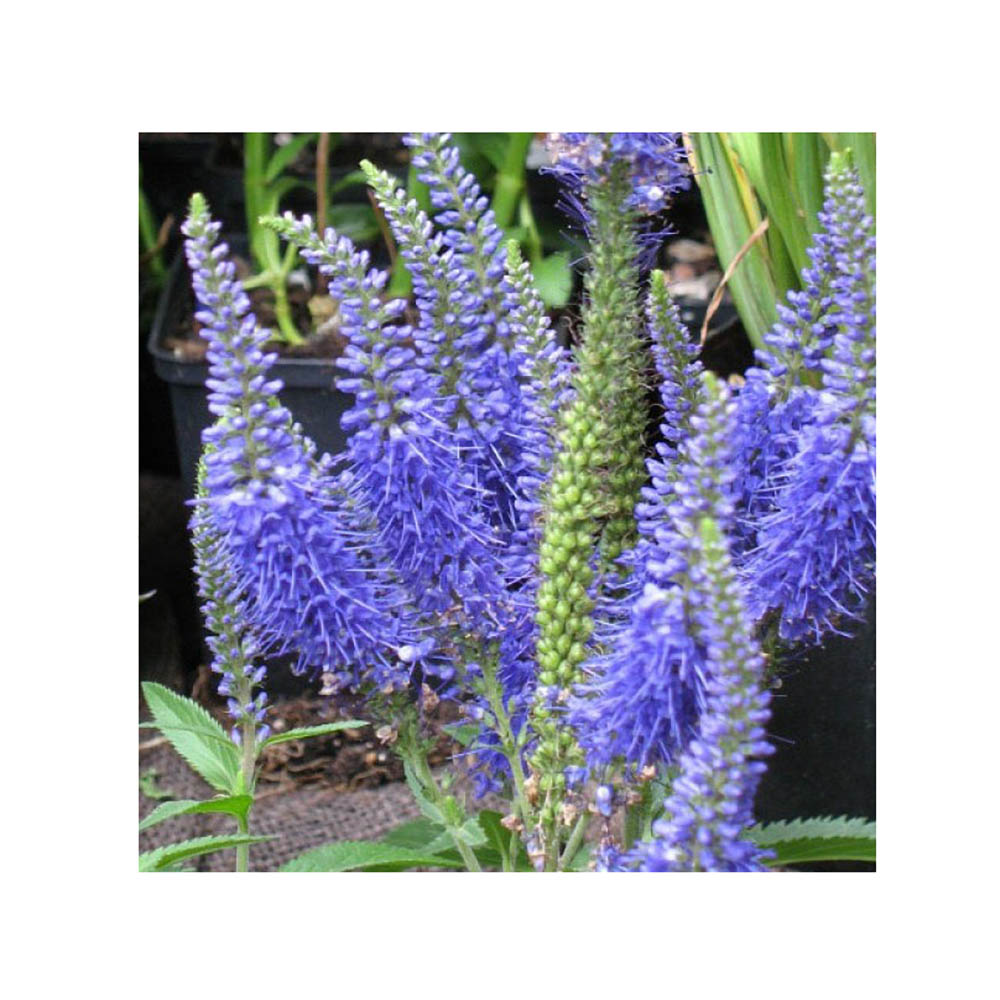 Вероника колосковая Нана Блаутепич Р9 1шт/Veronica spicata Nana Blauteppich