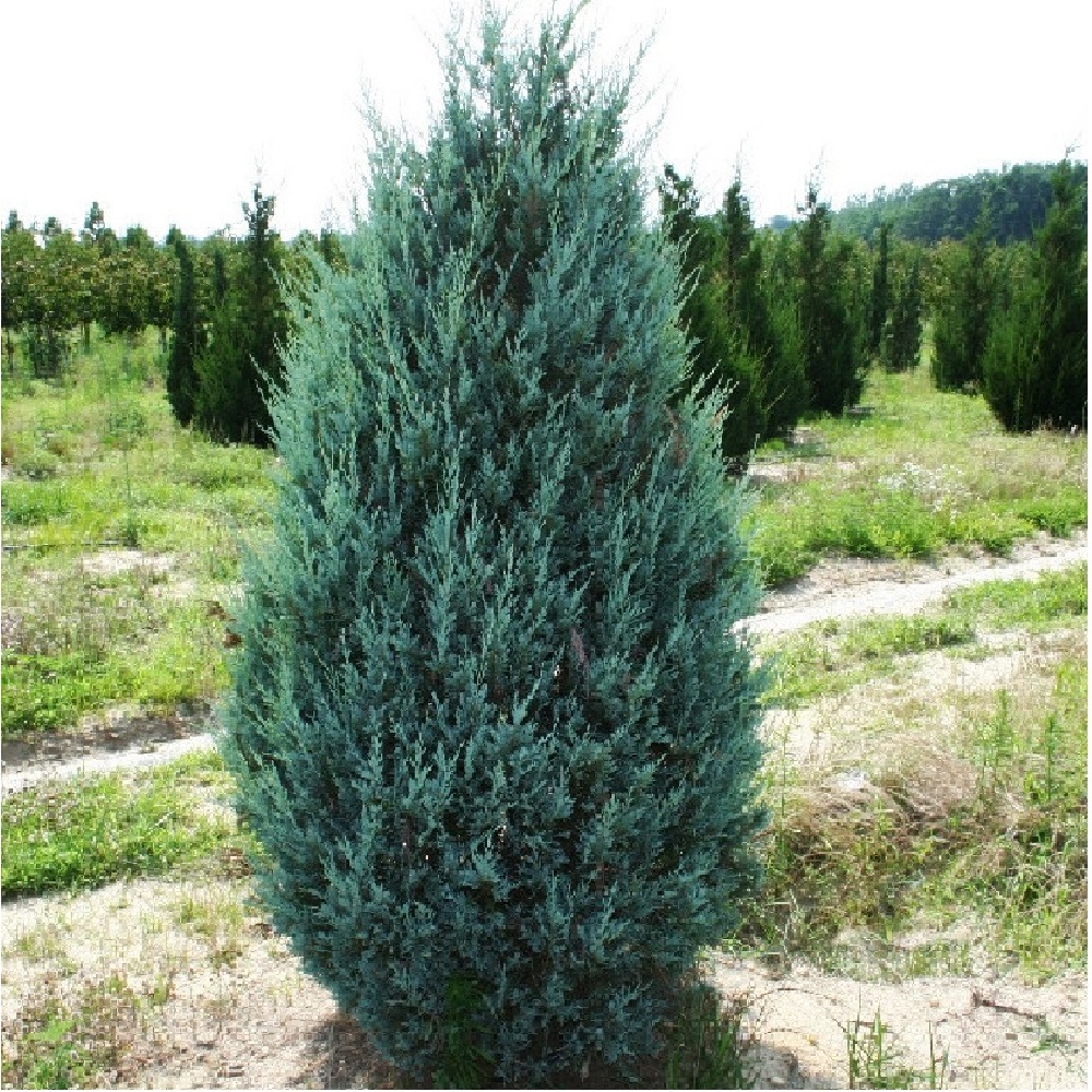 Можжевельник скальный Мунглоу С2 1шт/Juniperus scopulorum Moonglow