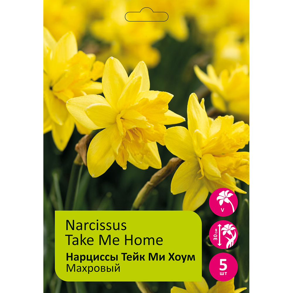 Нарциссы Тейк ми Хоум 5шт 12/14 /NARCISSUS TAKE ME HOME