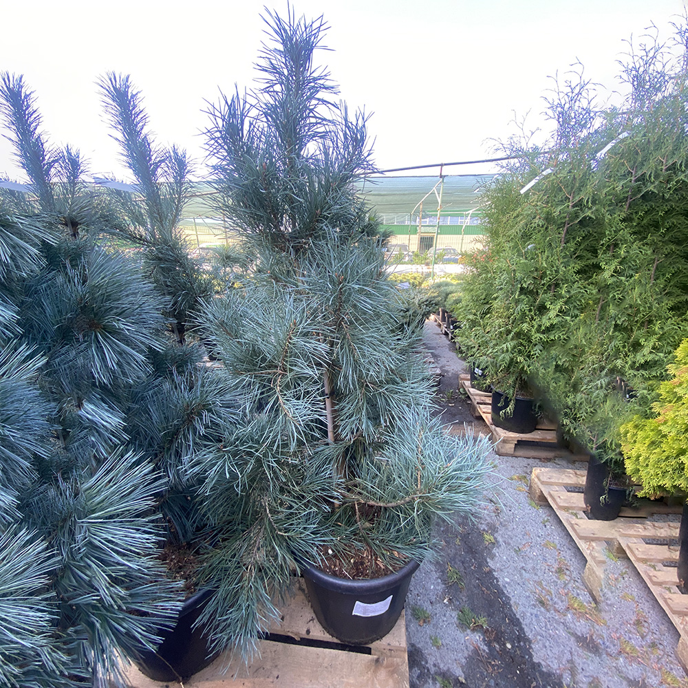 Сосна обыкновенная Норске Тур С20 (высота 60-80см) 1шт/Pinus sylvest  Norske Typ