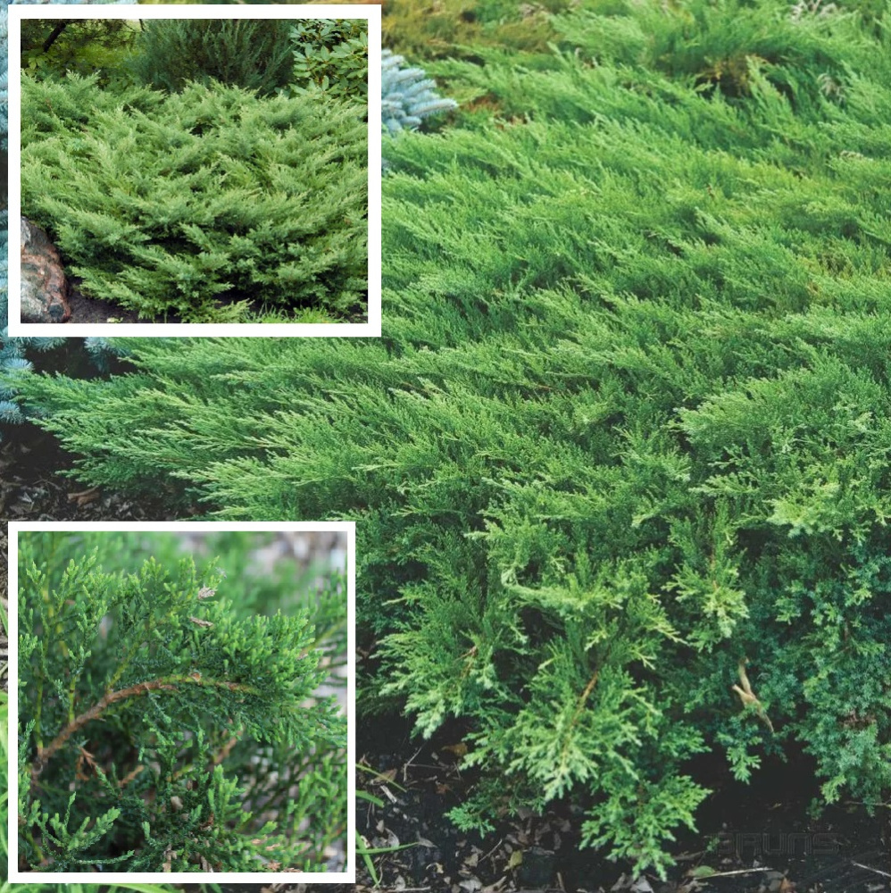 Можжевельник казацкий Рокери Джем С5 1шт/Juniperus sabina Rockery Gem