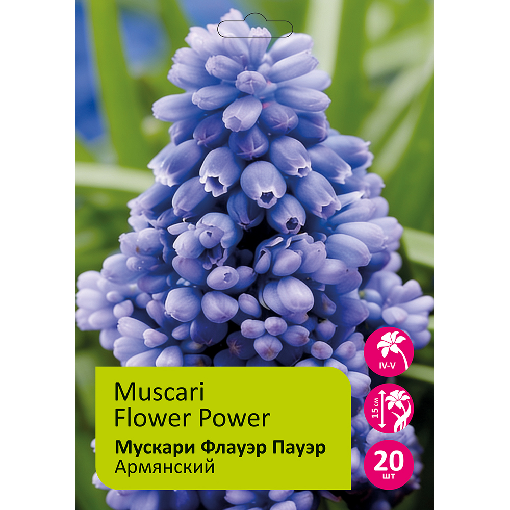 Мускари Флауэр Пауэр 20шт 7/8 /MUSCARI FLOWER POWER