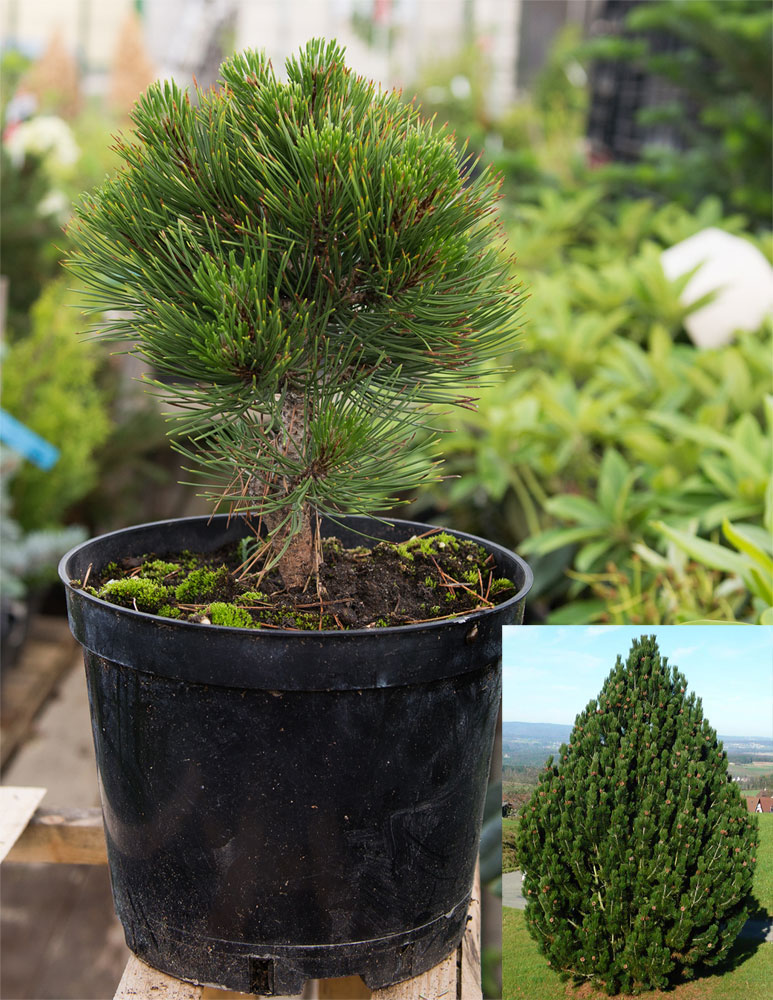 Сосна белокорая Компакт Джем С5 1шт /Pinus leucodermis Compact Gem