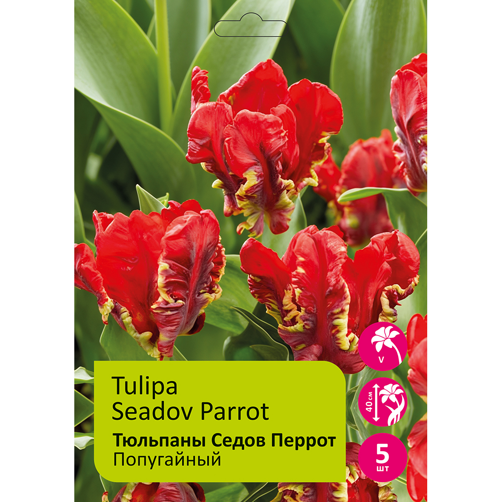Тюльпаны Седов Перрот попугайный 5шт  12+ /TULIPA SEADOV PARROT