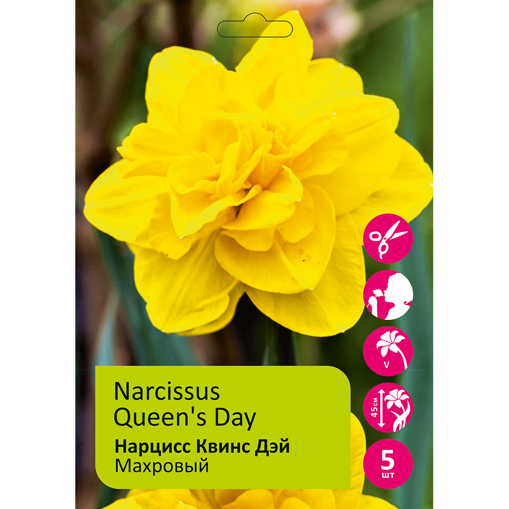 Нарциссы Квинс Дэй 5шт 14/16/ NARCISSUS QUEENSDAY