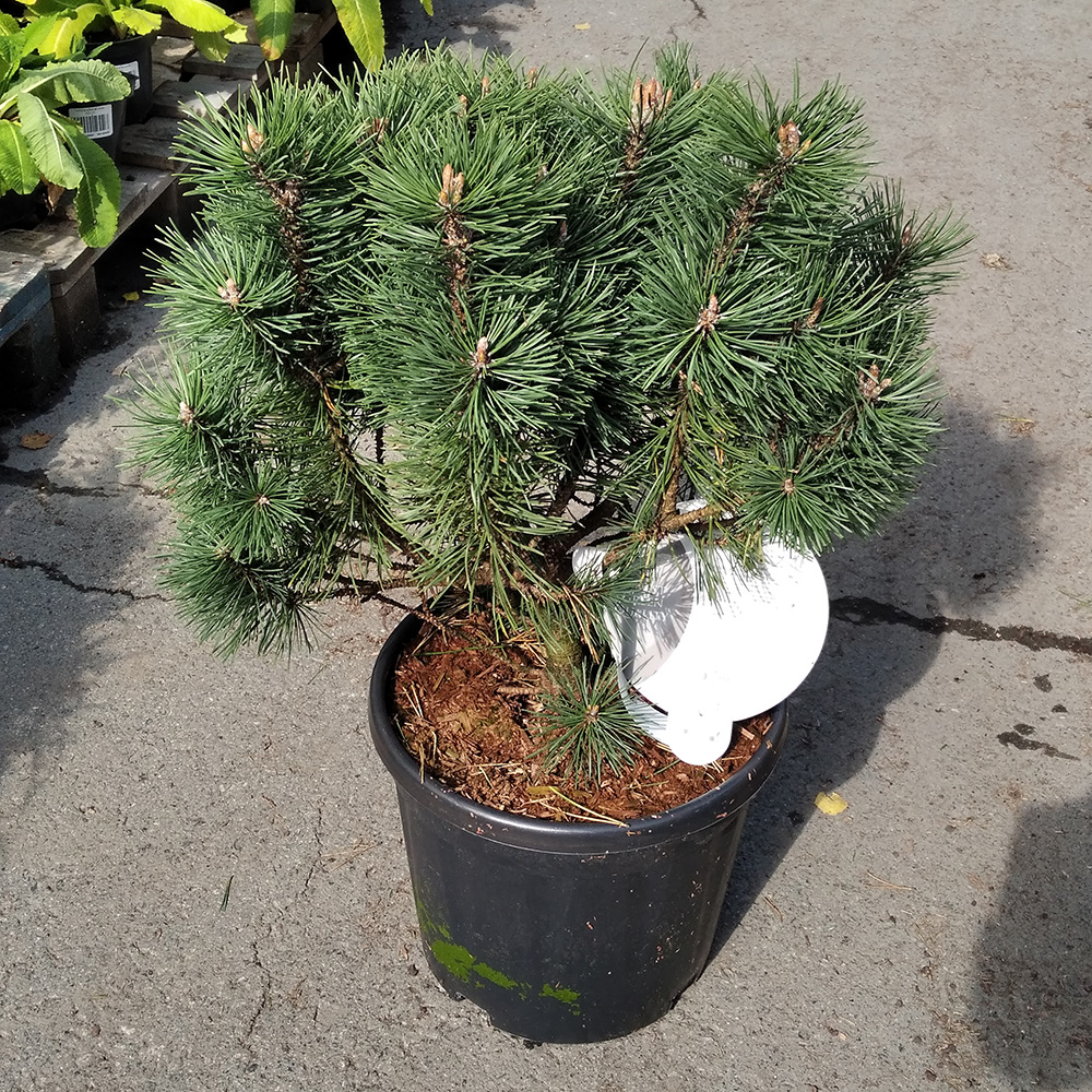 Сосна горная Колумб С20 (высота 40-50см) 1шт/Pinus mugo Columbo