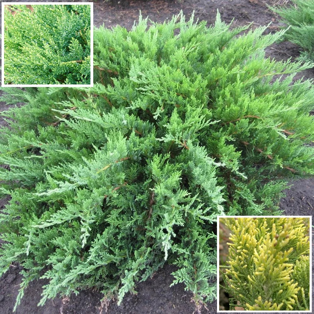 Можжевельник казацкий Тамарисцифолия С5 1шт/ Juniperus sabina Tamariscifolia