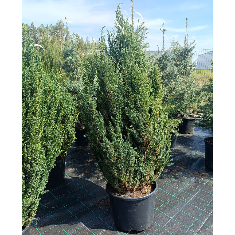 Можжевельник китайский Стрикта С30 1шт / Juniperus chinensis Stricta