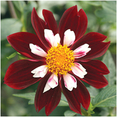 Георгина Найт Баттерфляй 1шт/Dahlia Night Butterfly