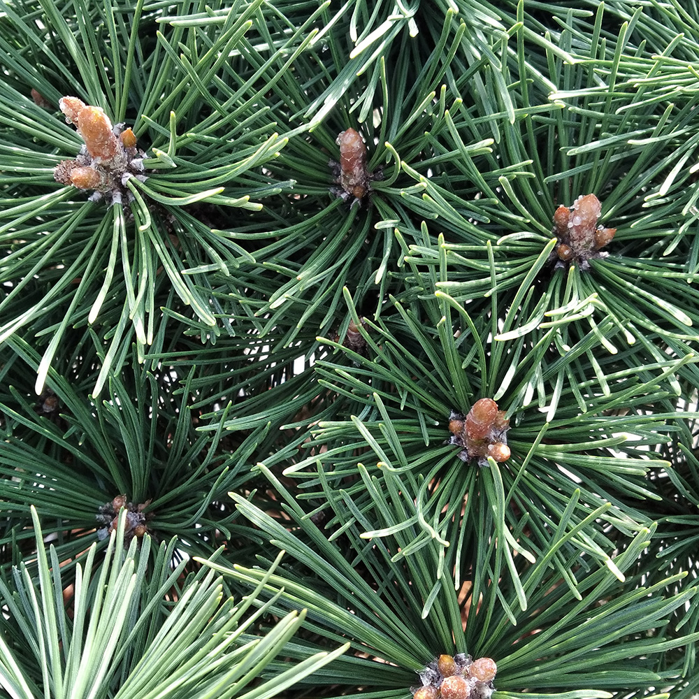 Сосна горная Колумб С20 (высота 40-50см) 1шт/Pinus mugo Columbo