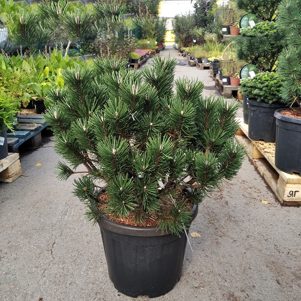 Сосна горная Лимерик С15 (высота 40-50см) 1шт/Pinus mugo Limerick