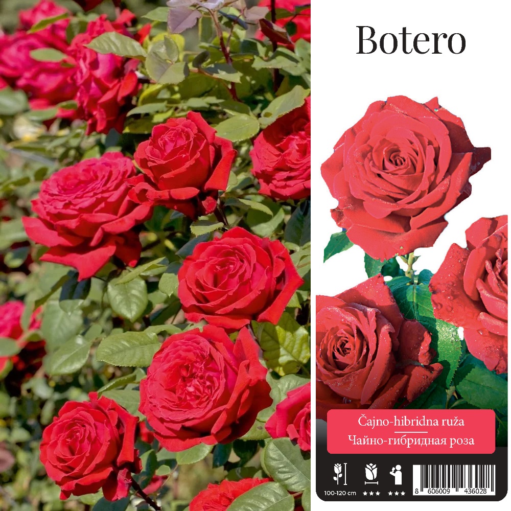 Роза чайно-гибридная Ботеро в контейнере 2-3л, 1 шт./Rosa Botero