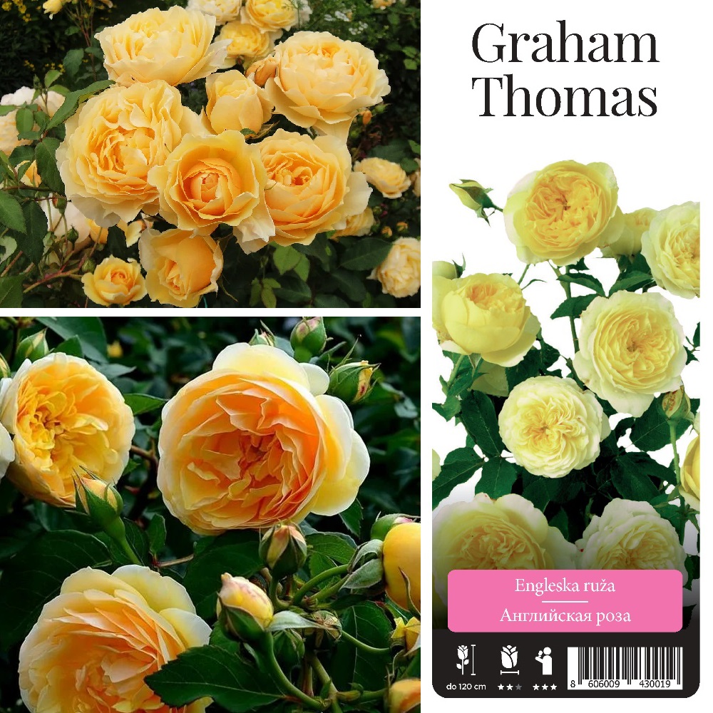 Роза английская Грехам Томас в контейнере 3-5л, 1шт./Graham Thomas