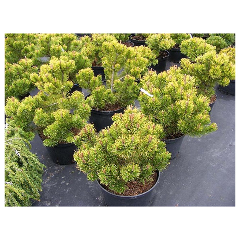Сосна горная Винтер Голд С20 1шт /Pinus mugo Winter Gold