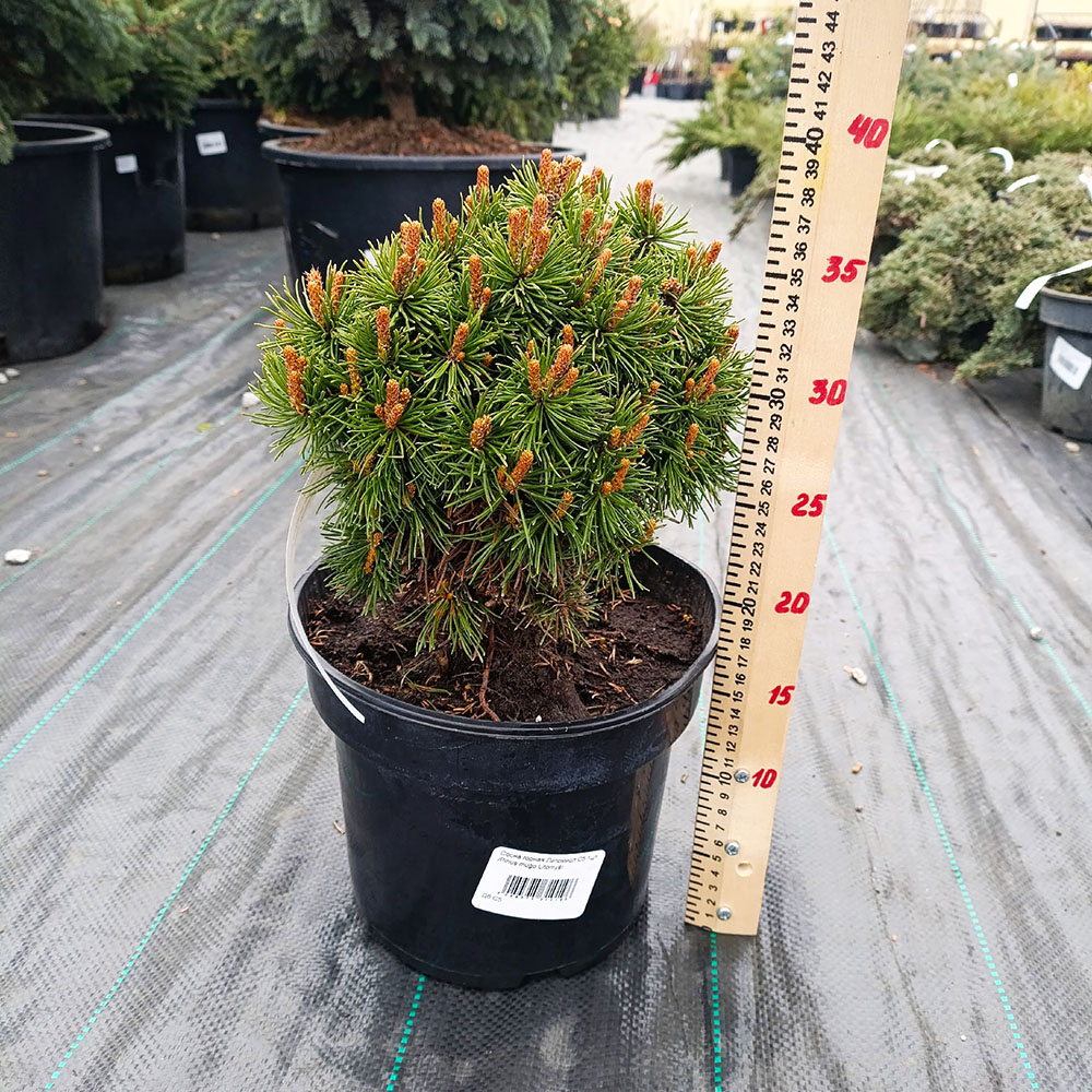 Сосна горная Литомисл С5 1шт /Pinus mugo Litomyśl