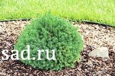 Ель обыкновенная Томпа С10 1шт