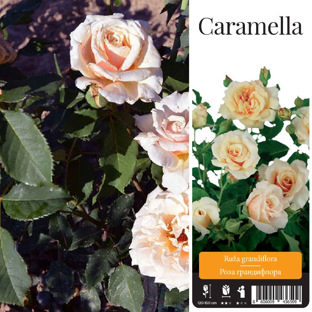 Роза Карамелла грандифлора 1шт./Caramella /20