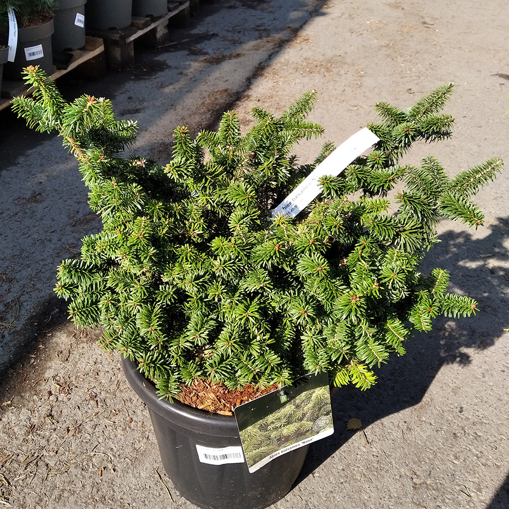 Ель сербская Нана С15 (высота 50-60см) 1шт/Picea omorika Nana